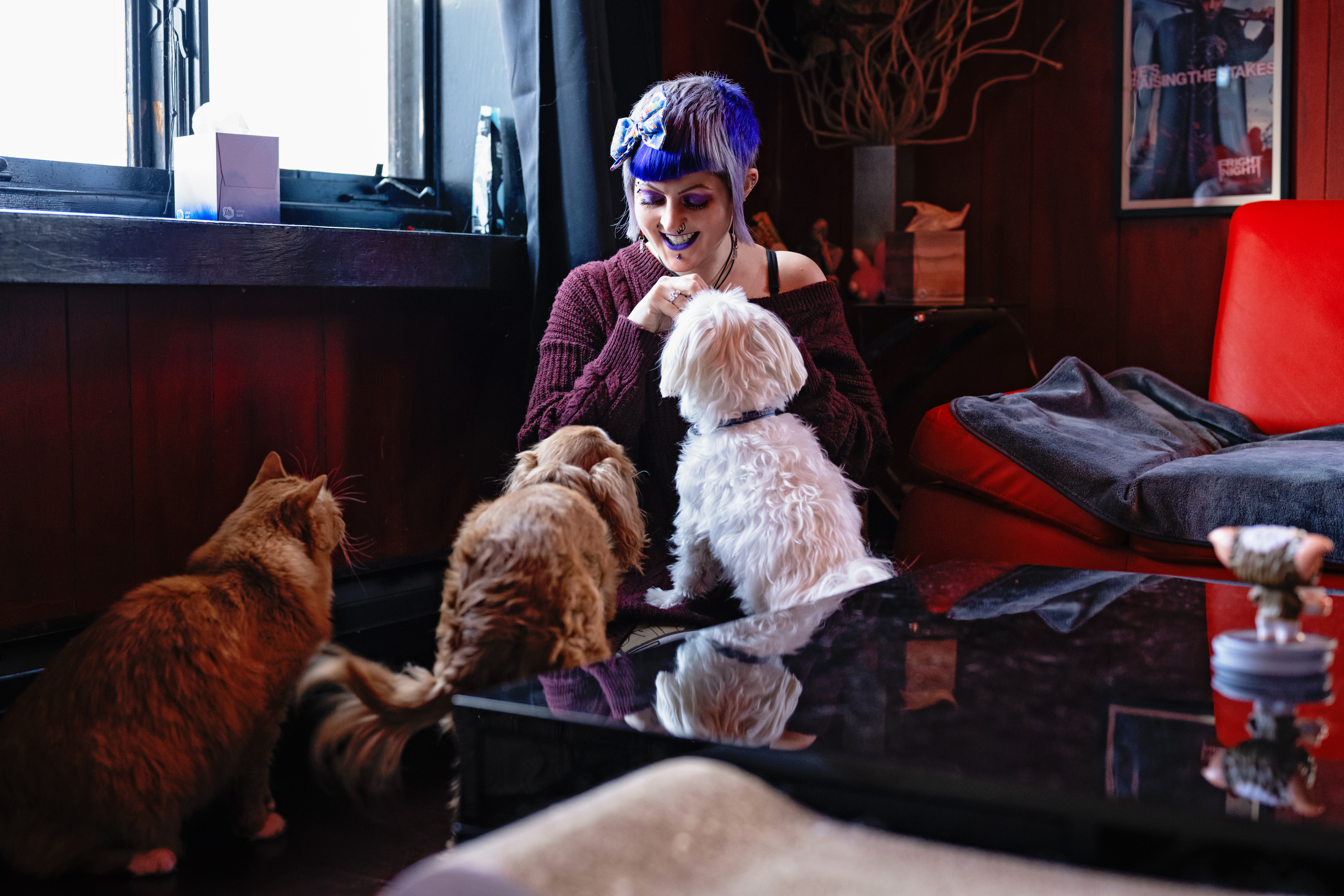 Cavalier king charles spaiel, maltese, orange maine coon cat getting treats from pet sitter 