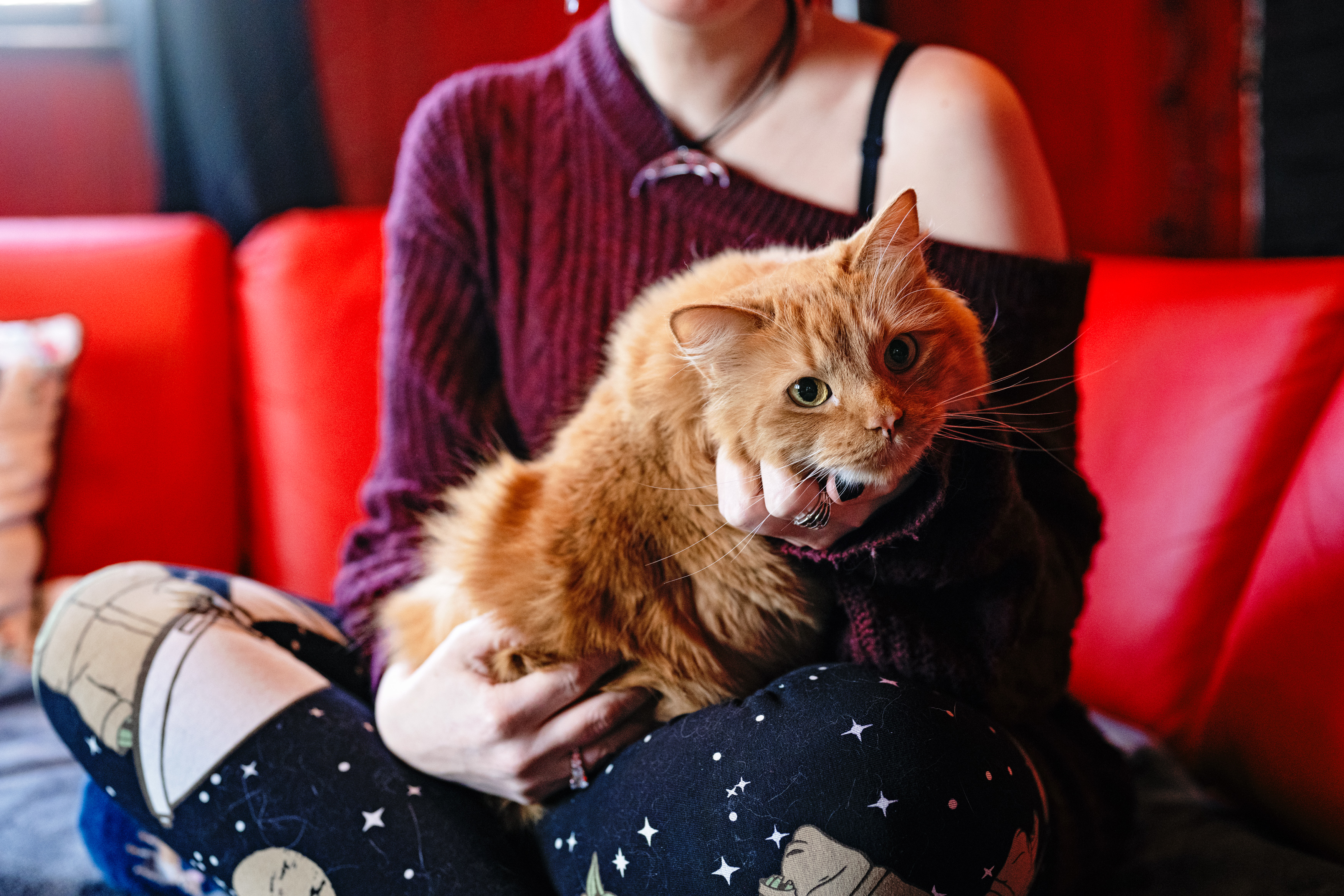 Tabby cat happy cuddling in pet sitter lap.