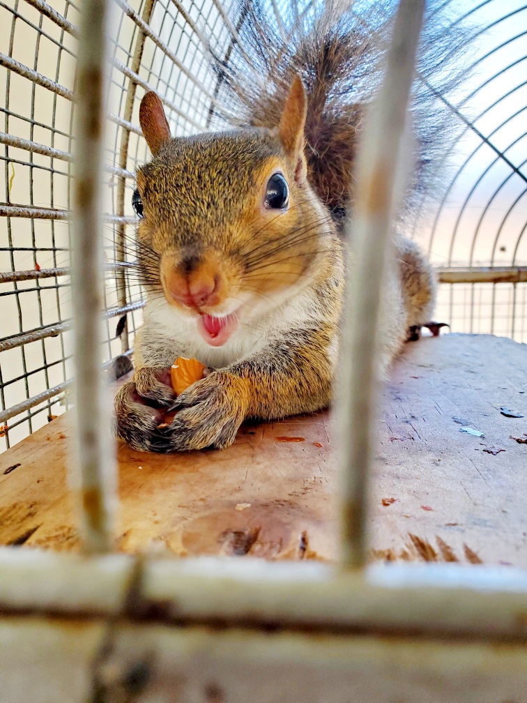 offer pet care for all animals, Petey the squirrel check-ins
